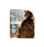 ぽん太と過ごす日常①（個別スタンプ：28）