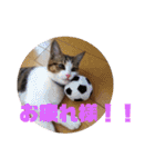 ぽん太と過ごす日常①（個別スタンプ：30）