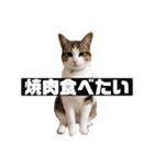ぽん太と過ごす日常①（個別スタンプ：33）