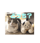 ぽん太と過ごす日常①（個別スタンプ：34）