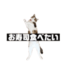 ぽん太と過ごす日常①（個別スタンプ：37）