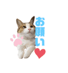 ぽん太と過ごす日常①（個別スタンプ：39）