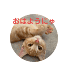 マンチカン子猫ゆずの癒しスタンプ（個別スタンプ：1）