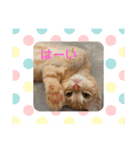 マンチカン子猫ゆずの癒しスタンプ（個別スタンプ：2）