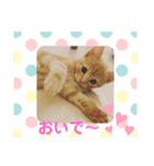 マンチカン子猫ゆずの癒しスタンプ（個別スタンプ：3）