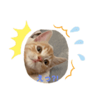 マンチカン子猫ゆずの癒しスタンプ（個別スタンプ：4）