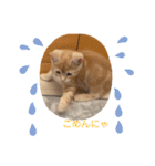 マンチカン子猫ゆずの癒しスタンプ（個別スタンプ：5）