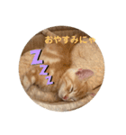 マンチカン子猫ゆずの癒しスタンプ（個別スタンプ：6）