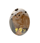 マンチカン子猫ゆずの癒しスタンプ（個別スタンプ：7）