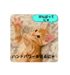 マンチカン子猫ゆずの癒しスタンプ（個別スタンプ：9）