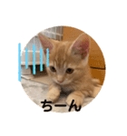 マンチカン子猫ゆずの癒しスタンプ（個別スタンプ：11）