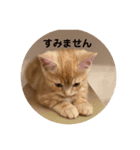 マンチカン子猫ゆずの癒しスタンプ（個別スタンプ：12）