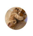 マンチカン子猫ゆずの癒しスタンプ（個別スタンプ：13）