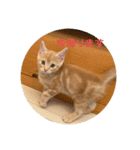 マンチカン子猫ゆずの癒しスタンプ（個別スタンプ：15）
