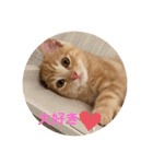 マンチカン子猫ゆずの癒しスタンプ（個別スタンプ：16）