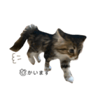 ねこちゃんの日常(ちょっとわんちゃん)（個別スタンプ：1）