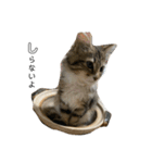 ねこちゃんの日常(ちょっとわんちゃん)（個別スタンプ：2）