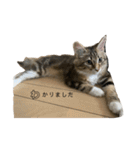 ねこちゃんの日常(ちょっとわんちゃん)（個別スタンプ：5）
