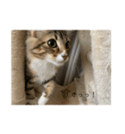 ねこちゃんの日常(ちょっとわんちゃん)（個別スタンプ：6）