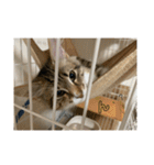 ねこちゃんの日常(ちょっとわんちゃん)（個別スタンプ：7）