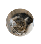ねこちゃんの日常(ちょっとわんちゃん)（個別スタンプ：8）