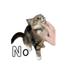ねこちゃんの日常(ちょっとわんちゃん)（個別スタンプ：9）
