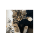 ねこちゃんの日常(ちょっとわんちゃん)（個別スタンプ：10）