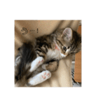 ねこちゃんの日常(ちょっとわんちゃん)（個別スタンプ：11）