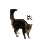 ねこちゃんの日常(ちょっとわんちゃん)（個別スタンプ：12）