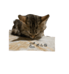 ねこちゃんの日常(ちょっとわんちゃん)（個別スタンプ：14）