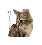 ねこちゃんの日常(ちょっとわんちゃん)（個別スタンプ：15）