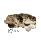 ねこちゃんの日常(ちょっとわんちゃん)（個別スタンプ：16）