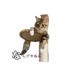 ねこちゃんの日常(ちょっとわんちゃん)（個別スタンプ：17）