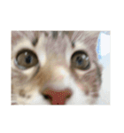 ねこちゃんの日常(ちょっとわんちゃん)（個別スタンプ：18）