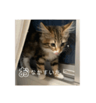 ねこちゃんの日常(ちょっとわんちゃん)（個別スタンプ：19）