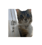 ねこちゃんの日常(ちょっとわんちゃん)（個別スタンプ：22）