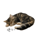 ねこちゃんの日常(ちょっとわんちゃん)（個別スタンプ：26）