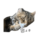ねこちゃんの日常(ちょっとわんちゃん)（個別スタンプ：27）