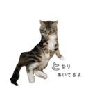 ねこちゃんの日常(ちょっとわんちゃん)（個別スタンプ：28）