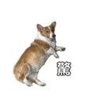 ねこちゃんの日常(ちょっとわんちゃん)（個別スタンプ：38）