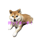 柴犬の華スタンプ（個別スタンプ：1）