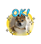 柴犬の華スタンプ（個別スタンプ：2）