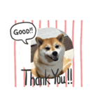 柴犬の華スタンプ（個別スタンプ：3）