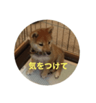 柴犬の華スタンプ（個別スタンプ：5）