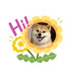 柴犬の華スタンプ（個別スタンプ：6）