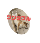 柴犬の華スタンプ（個別スタンプ：7）