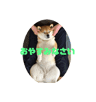 柴犬の華スタンプ（個別スタンプ：8）