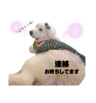 お誘いさだはる（個別スタンプ：6）