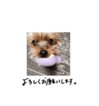 カープくんスタンプ（個別スタンプ：1）