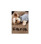 カープくんスタンプ（個別スタンプ：3）
